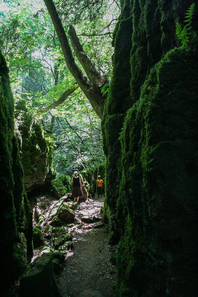 Der Puzzelwood im Forest of Dean